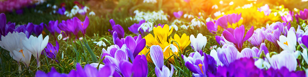 Buchpräsentation für alle Gartenliebhaber